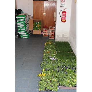 miniatura Síla komunity v době koronavirové 7